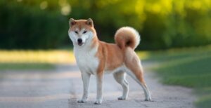 ～ペットについて～